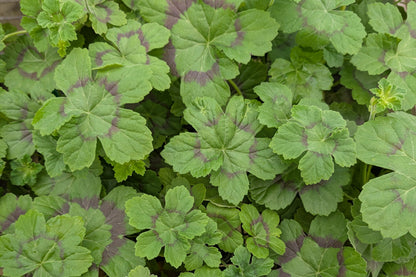 PELARGONIUM mutans