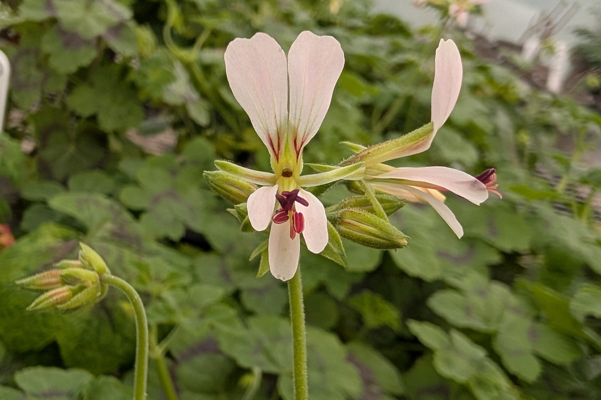 PELARGONIUM mutans