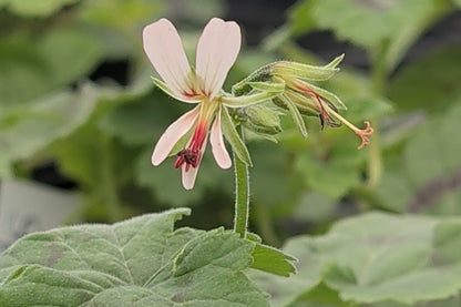 PELARGONIUM mutans