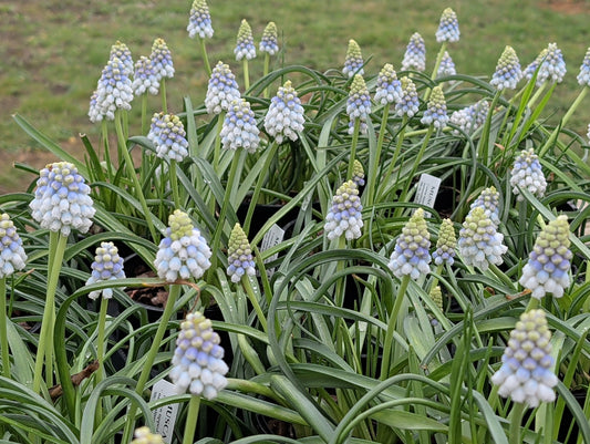 MUSCARI Alaska