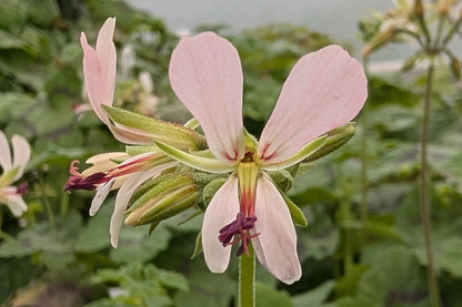 PELARGONIUM mutans