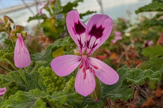 PELARGONIUM Giant Oak