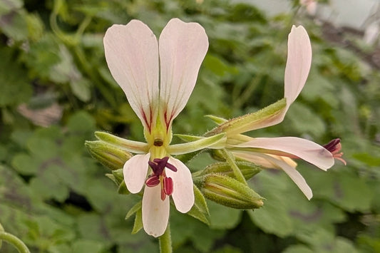 PELARGONIUM mutans