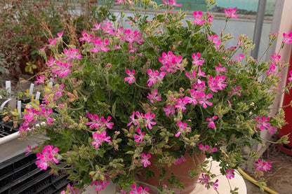 PELARGONIUM Pink Capricorn
