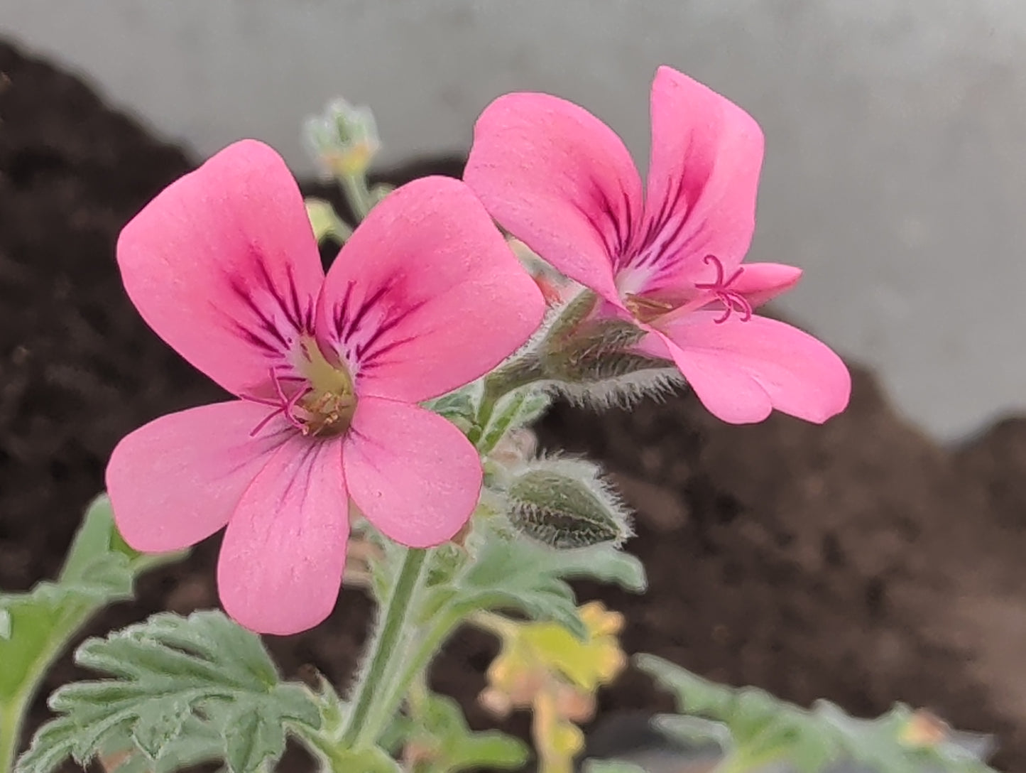 PELARGONIUM Rollers Satinique