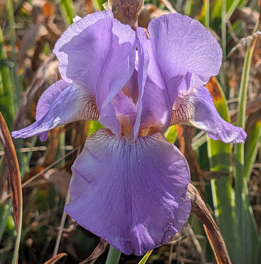 IRIS Lovely Again