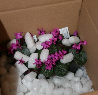 packing plants safely