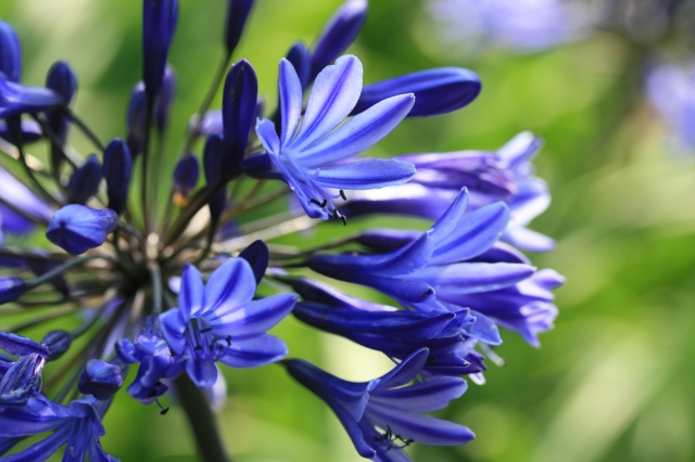 AGAPANTHUS Midnight Star - Woottens Plants