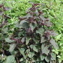 AGERATINA rugosum Chocolate - syn. Eupatorium rugosum Chocolate - Woottens Plant Nursery