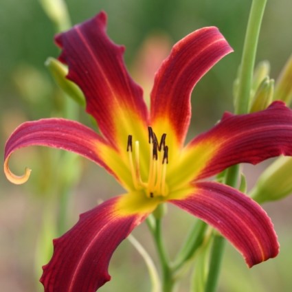 HEMEROCALLIS Red Ribbons. Spider Daylily. Woottens Plant Nursery