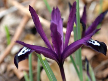 Winter Flowering Iris reticulata Collection - Woottens Plant Nursery
