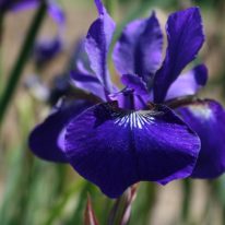 IRIS sibirica Caesar's Brother (Bareroot)