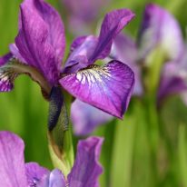 IRIS sibirica Sparkling Rose (Bareroot)