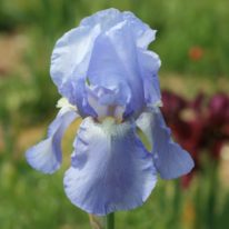 IRIS germanica Jane Phillips
