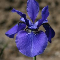IRIS sibirica Tycoon (Bareroot))