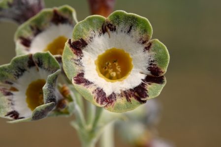 PRIMULA auricula Karen Cordrey - Woottens Plant Nursery Suffolk