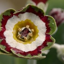 PRIMULA auricula Lisa Clara - Woottens Plant Nursery Suffolk