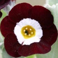 PRIMULA auricula The Snods - Woottens Plant Nursery Suffolk.