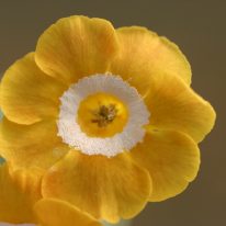PRIMULA auricula Sunflower