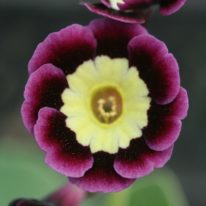PRIMULA auricula Connaught Court - Woottens Plant Nursery Suffolk