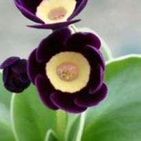 PRIMULA auricula Coppi - Woottens Plant Nursery Suffolk