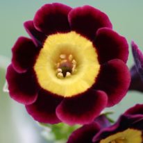 PRIMULA auricula Dusky Maiden - Woottens Plant Nursery Suffolk