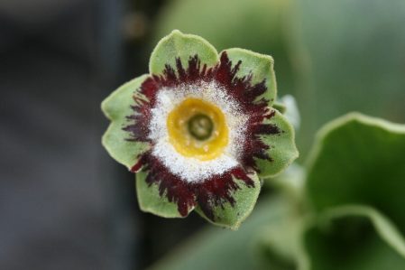 PRIMULA auricula Green Shank Woottens Plant Nursery. Auricula specialists