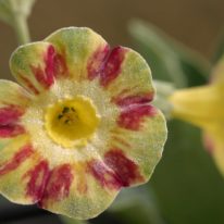PRIMULA auricula Lord Saye and Sele - Woottens Plant Nursery