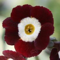 PRIMULA auricula Rosemary - Woottens Plant Nursery Suffolk