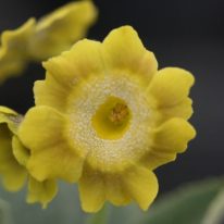 PRIMULA auricula Lambert Gold - Woottens Plant Nursery Auricula specialists