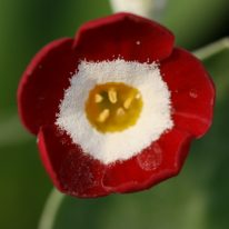 PRIMULA auricula Simply Red