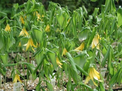 UVULARIA grandiflora