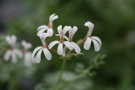 PELARGONIUM fragrans. Species Pelargonium - Woottens Plant Nursery