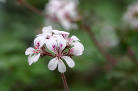 PELARGONIUM australe. Species Pelargonium - Woottens Plant Nursery