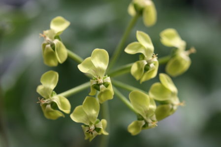 PELARGONIUM gibbosum. Species Pelargonium - Woottens
