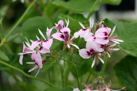 PELARGONIUM cordifolium rubrocinctum - Woottens
