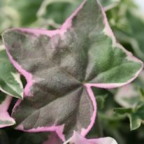 PELARGONIUM L Elegante. Ivy leaf Pelargonium - Woottens