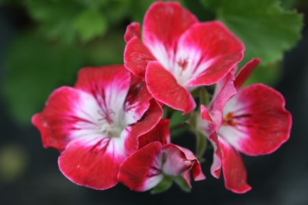Special Offer on Decorative and Regal Pelargoniums photo