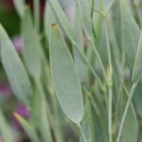 PELARGONIUM lanceolatum. Species Pelargonium - Woottens Plant Nursery