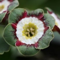 PRIMULA auricula Minley Woottens Plant Nursery. Auricula specialists