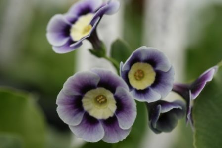 PRIMULA auricula Avril Hunter - Woottens Plant Nursery.