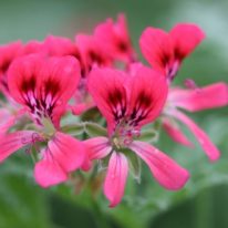 PELARGONIUM Radula Roseum. Scented Leaf Pelargonium - Woottens