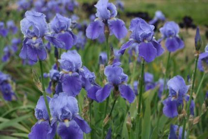 IRIS Blue Rhythm - Woottens Plants