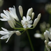 AGAPANTHUS White Pixie - Woottens Plants