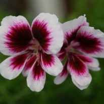 PELARGONIUM Michael. Angel Pelargonium - Woottens Plant Nursery