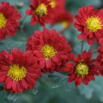 CHRYSANTHEMUM Buxton Ruby Woottens Plant Nursery