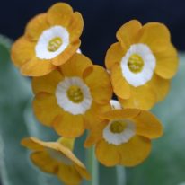 PRIMULA auricula Bright Ginger Woottens Plant Nursery