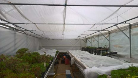 Woottens poly tunnel 