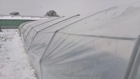 Woottens poly tunnel