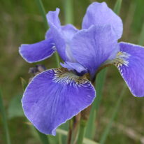 Iris sibirica Silver Edge